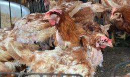 Lần đầu tiên phát hiện virus cúm A/H5N6 tại Việt Nam