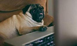 Chết cười khi xem chó xài laptop như người