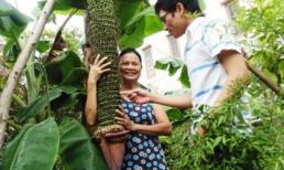 Quảng Bình: Kỳ lạ buồng chuối 202 nải, “đẻ” 2 nải mỗi ngày