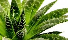 Nha đam có thể làm sảy thai, dị tật thai nhi?