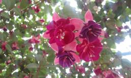 Tử vi may mắn cho bạn trong tuần mới từ 18/8 - 24/8/2014