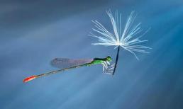 Thế giới côn trùng đẹp như trong thần thoại 