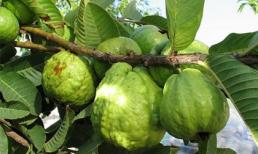 Tác dụng chữa bệnh thần kì của cây ổi