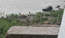 Phát hiện xác đàn ông tay buộc vào bao gạch thả trôi sông