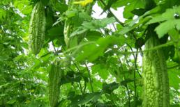 Giải độc, bổ gan hiệu quả nhờ loại quả quen thuộc