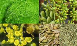 Bài thuốc hay cho người hiếm muộn, khó thụ thai