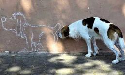 Hài hước những bức ảnh chụp chó trùng hợp ngẫu nhiên