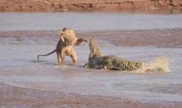 Cuộc chiến khốc liệt giữa bầy sư tử và cá sấu