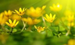 Tử vi 12 chòm sao ngày 25/8