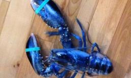 Bắt được tôm hùm xanh cực hiếm trên thế giới