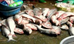 Cá ươn sơ chế sẵn giá 20.000 đồng/kg ở chợ đầu mối