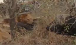 Trâu rừng dũng mãnh càn quét cả bầy sư tử