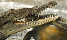 Kinh hãi rùa biển bị cá sấu nhai đầu