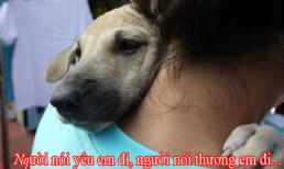 Người yêu có thể không có nhưng chó bạn đã có 1 con chưa?