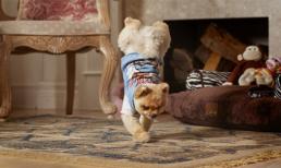 Kỹ năng chạy bằng 2 chân cực 'đỉnh' của chú chó 