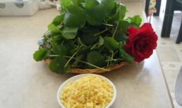 Những người tuyệt đối không được ăn rau má