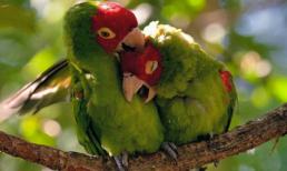 Ngọt ngào như cặp 'tình nhân' vẹt âu yếm nhau 