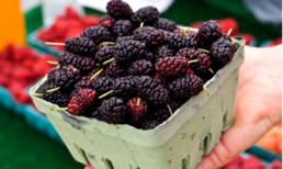 Top 8 loại quả quen thuộc là thần dược cho sức khỏe