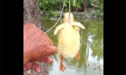 Câu cá bằng vịt cực kỳ bá đạo