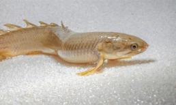 Kỳ lạ đàn cá biết đi trên cạn, sống trong không khí tới 8 tháng