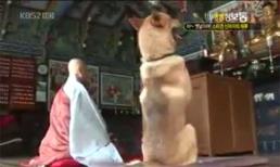 Thú vị chú chó biết đi lễ chùa