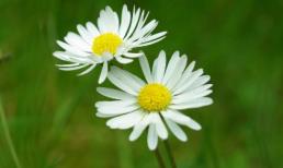 Tử vi 12 chòm sao ngày 31/8