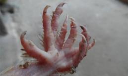 Phát hiện chim “thần” 9 cựa ở Bình Dương