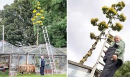 Cây xương rồng khổng lồ 100 năm ra hoa một lần