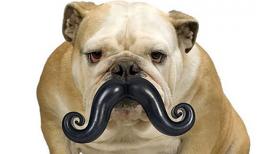 Những chú cún 'sang chảnh' (P.2)