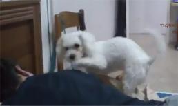 Hành động gọi chủ dậy bá đạo của chú cún