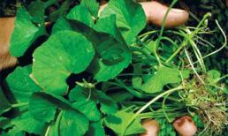 Tác dụng làm đẹp không ngờ tới của rau má