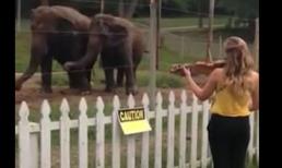 Ngộ nghĩnh những chú voi lắc lư theo điệu nhạc