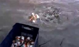 Câu cá bá đạo nhất