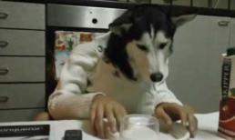 Chú cún Husky dùng bữa như người