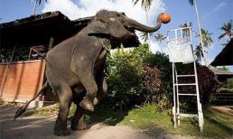 Hài hước với cảnh những chú voi tập úp rổ