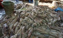 Mực thối nhập 15.000 đồng/kg ngâm hóa chất bán 60.000/kg tại Hà Nội