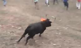 Kinh hoàng những pha đùa giỡn với bò tót 