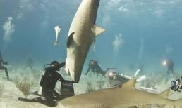 Những điểm du lịch lý tưởng để 'vui đùa' cùng cá mập