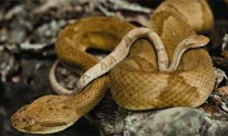 Thăm đảo rắn - chốn tử thần mang vẻ đẹp thiên đường