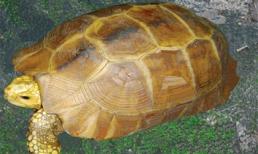 Điểm tên các món ăn 'đắt giật mình' ở Việt Nam