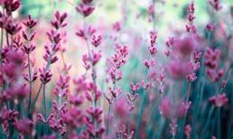 Tử vi tuần mới may mắn của 12 cung hoàng đạo (8/9 - 14/9/2014)