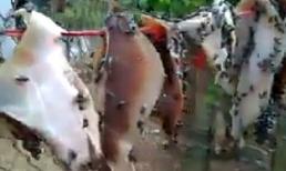 Đây là món ngon của quý ông mê nhậu nhẹt