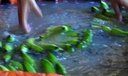 Thúc chuối chín vàng bằng hóa chất 2.000 đồng/lọ