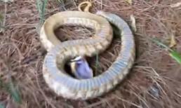 Rắn giả chết như diễn viên