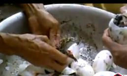 Cảnh cá sấu sinh nở hiếm thấy