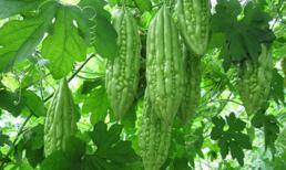 Những loại thực phẩm vị đắng là thần dược cho sức khỏe