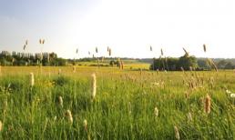 Tử vi 12 chòm sao ngày 11/9