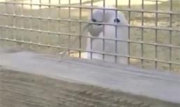 Chú vẹt thông minh