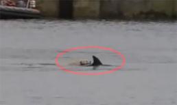 Chú chó bơi thi cùng cá heo