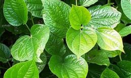 Thần dược lá lốt trị 'bách bệnh'